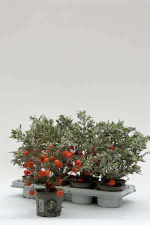 Solanum Ivema Roja 45cm x D12.5