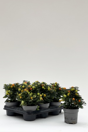 Solanum Light Thorino 25cm x D10.5