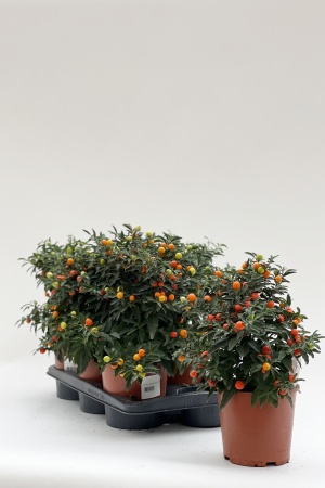 Solanum Pseudocapsicum 45cm x D17