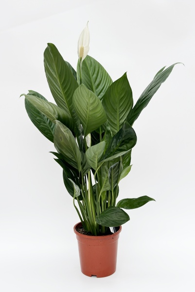 Spathiphyllium 60cm x D19