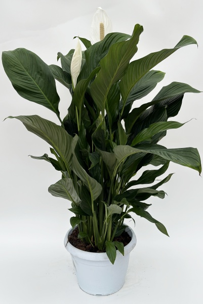 Spathiphyllium 80cm x D30