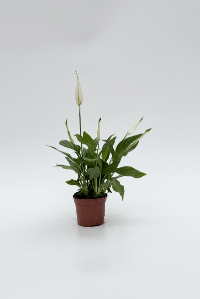 Spathiphyllium Pearl Cupido 25cm x D9