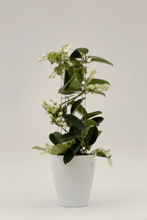 Stephanotis Cache Pot 45cm x D12