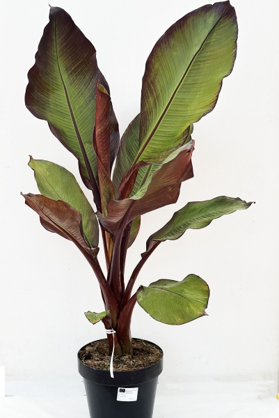 Strelitzia Ensete Maurelli 160cm x D30