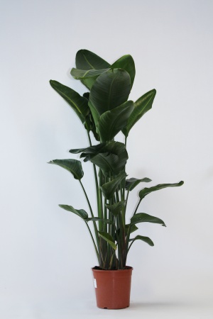 Strelitzia Nicolai 120cm x D23