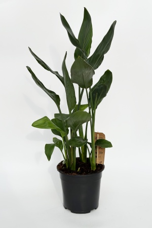 Strelitzia Reginae 85cm x D21