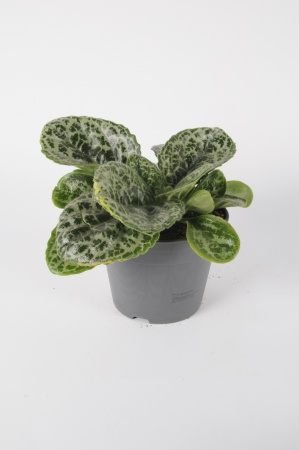 Streptocarpus Pretty Turtle 30cm x D17