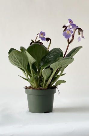 Streptocarpus Purpelina 30cm x D13