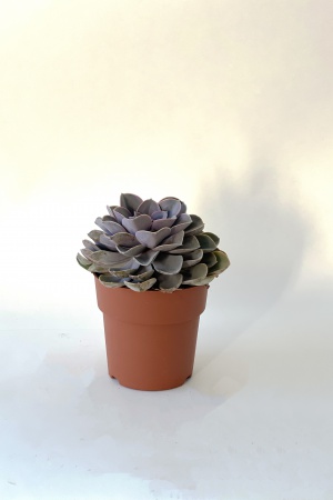 Succulente 27cm x D17