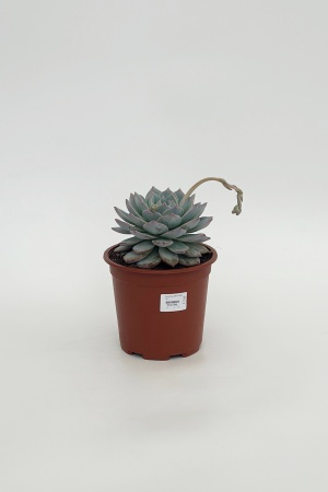 Succulentes Mix 45cm x D17