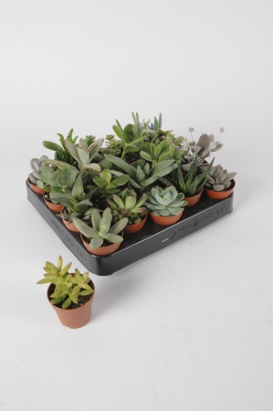 Succulentes Mixtes 15cm x D5,5