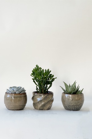 Succulentes Mixtes Cache Pot 28cm x D14