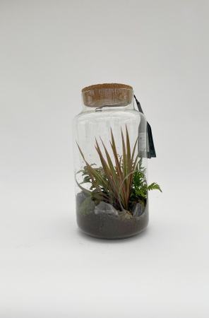 Terrarium Plantes vertes \ Bonbonnière\  36cm x D20