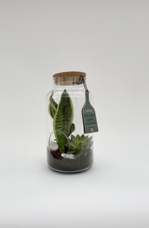 Terrarium Succulentes Bombonnière 36cm x D19