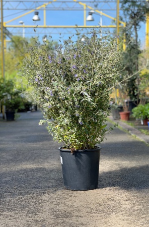 Teucrium Fructicans 90cm x 18L