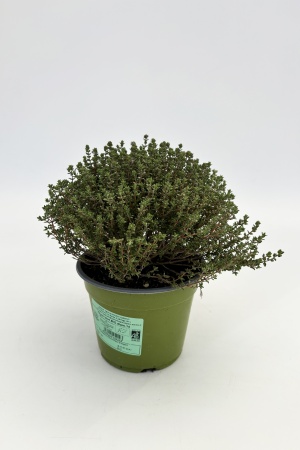 Thym Vert BIO 22cm x D14