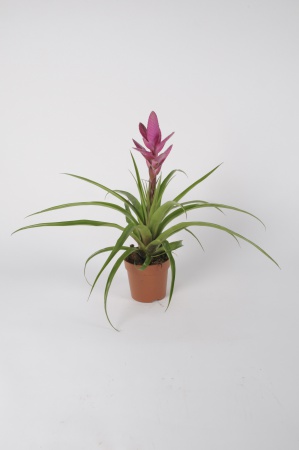 Tillandsia Amira 50cm xD13