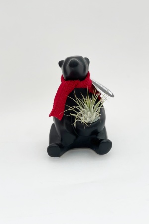 Tillandsia Holiday Bear 15/18cm x D0