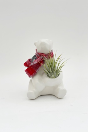 Tillandsia Holiday Bear 15/18cm x D0