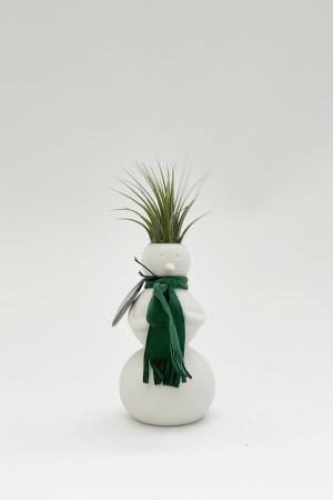 Tillandsia Magic Snowman 15cm x D0