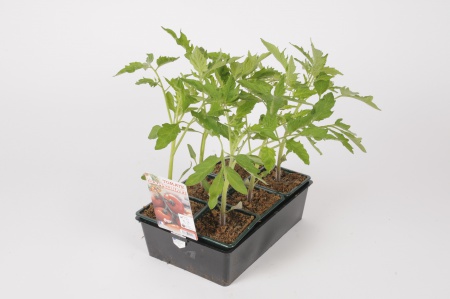 Tomate Grappelina F1 B6 30cm x D8