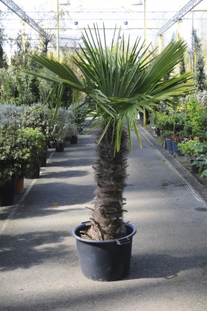 Trachycarpus Fortunei 160cm x 55L