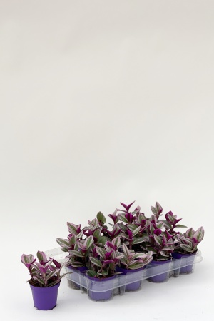 Tradescantia Albi Nanouk 22cm x D7