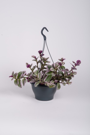 Tradescantia Albi Nanouk 45cm x D20