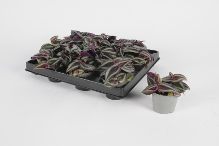 Tradescantia Purple Joy 12cm x D6