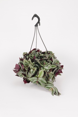 Tradescantia Zebrina Suspension 50cm x D20