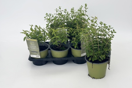 Verveine Citronelle 25cm x D14