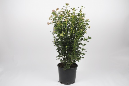 Viburnum Tinus Struik 90cm x D30