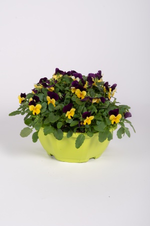 Viola Cornuta Coupe 22cm x D23