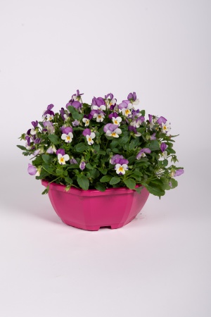 Viola Cornuta Coupe 22cm x D23