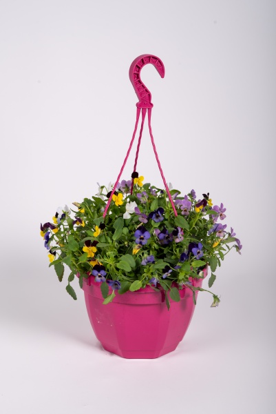 Viola Cornuta Suspension 32cm x D23