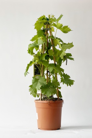 Vitis Vinifera 80cm x D22