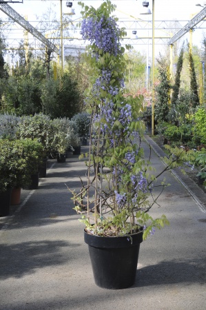 Wisteria Brachybotrys Golden Dragon Pyramide 150cm x L