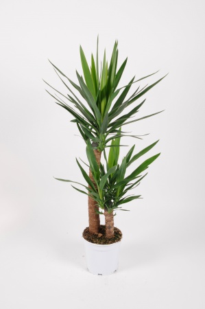 Yucca Elephantipes 2 cannes 110cm x D21