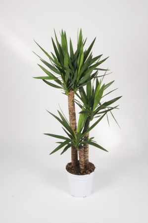 Yucca Elephantipes 3 cannes 30/60/90 140cm x D24