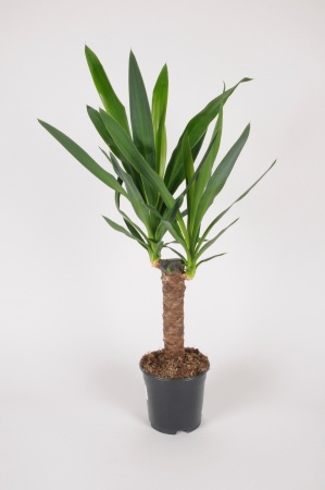 Yucca Elephantipes 60cm x D14