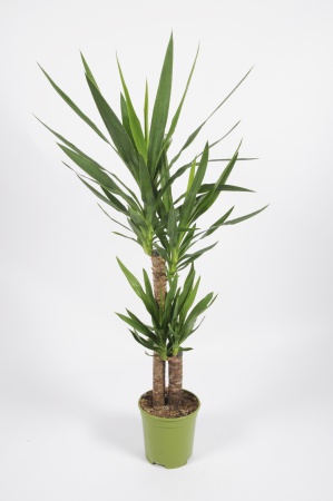 Yucca Elephantipes 95cm-D19