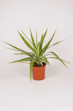 Yucca Jewel 50cm x D17