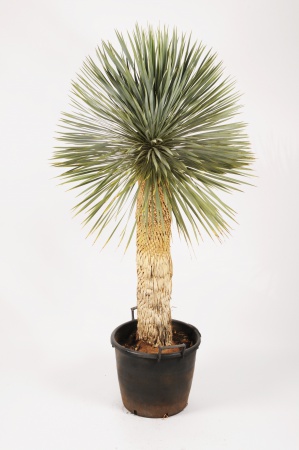 Yucca Rostrata 160cm x D40