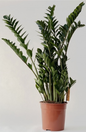 Zamioculcas Zamiifolia 110cm x D27