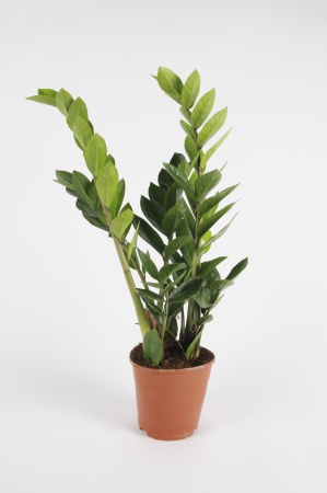 Zamioculcas Zamiifolia 50cm-D12