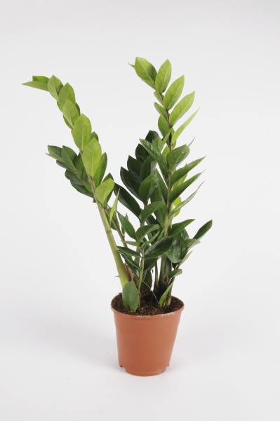Zamioculcas Zamiifolia 50cm-D14