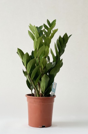 Zamioculcas Zamiifolia 50cm x D17
