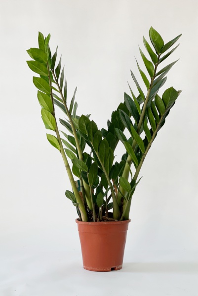 Zamioculcas Zamiifolia 75cm x D19
