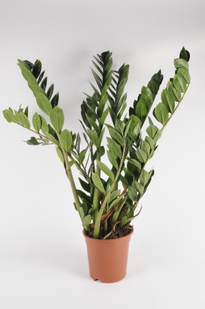 Zamioculcas Zamiifolia 90cm-D21
