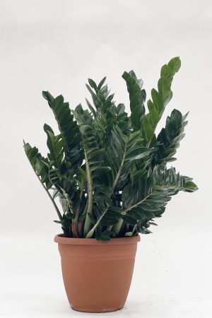 Zamioculcas Zamiifolia 95cm x D37